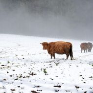 Přehodnotí EU hromadné porážky hospodářských zvířat?