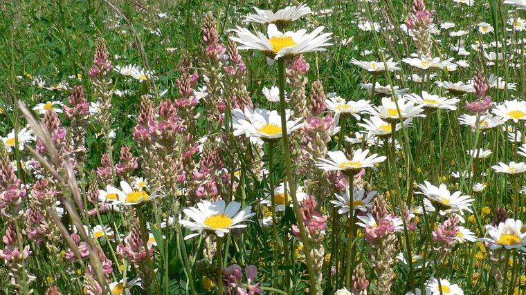 Šumavské louky mohou využívat původní regionální luční směs. ČSOP získal pro její šíření povolení