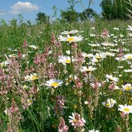 Šumavské louky mohou využívat původní regionální luční směs. ČSOP získal pro její šíření povolení