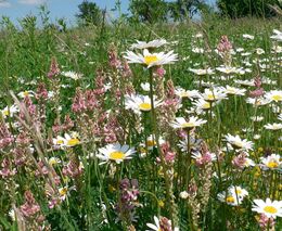 Šumavské louky mohou využívat původní regionální luční směs. ČSOP získal pro její šíření povolení