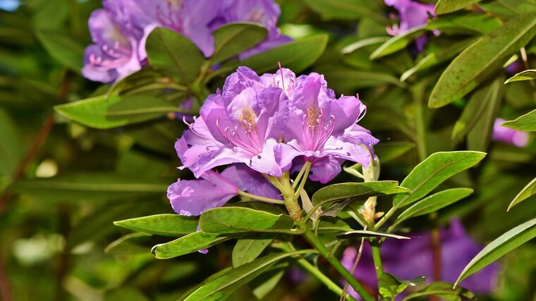 Rododendrony v Průhonicích právě rozkvétají