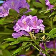 Rododendrony v Průhonicích právě rozkvétají