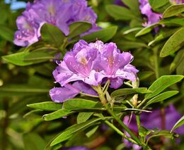 Rododendrony v Průhonicích právě rozkvétají