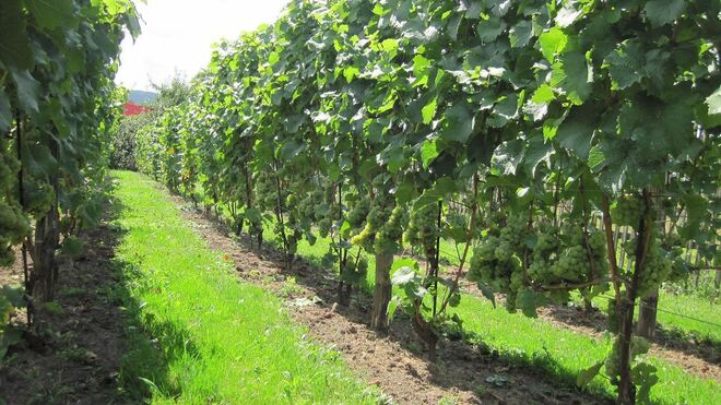 Vinařství Geltschberg