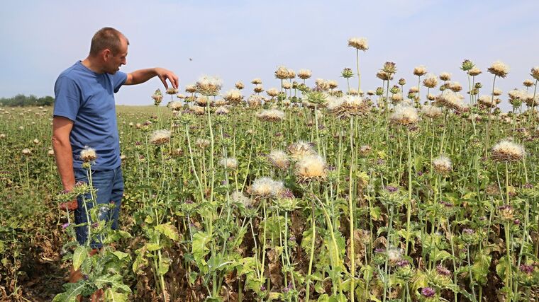 Regenerativní přístup farmě ze Znojemska svědčí. O desetinu nižší výnosy, ale o třetinu méně nákladů