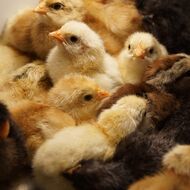 Miliony kuřat ročně, ale bio líheň žádná. Většina z ptáků s nálepkou bio se rodí ve velkochovech