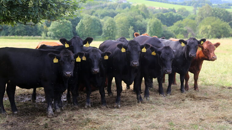 Kde jsou chybějící miliardy pro zemědělce a co je skutečně potřeba udělat?