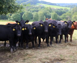 Kde jsou chybějící miliardy pro zemědělce a co je skutečně potřeba udělat?