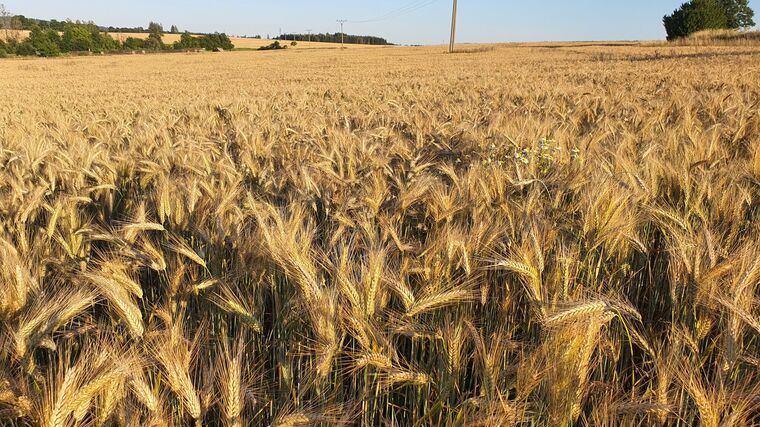 Čeští zemědělci už sklidili většinu obilí. Pečivo podle nich nezlevní, ceny ovlivňují energie