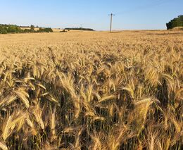 Trable zemědělců: Výkyvy teplot poškodily ovoce, čeká se i menší sklizeň obilí