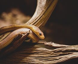 Je to likvidace, zoufají si chovatelé nad novinkou Evropské komise