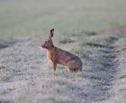 Ústav: Zajícům polním prospívá pestrá krajina s méně intenzivním hospodařením