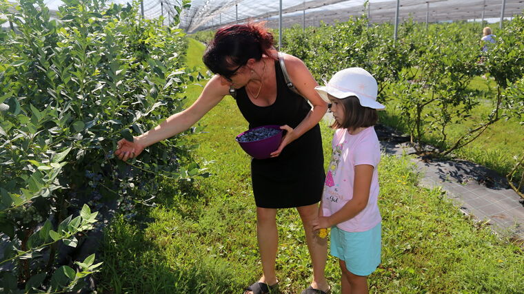 Na Brněnsku nabízí farma samosběr borůvek, majitele od toho původně zrazovali