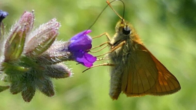 Louka plná vzácných motýlů vykoupena, nové Místo pro přírodu se nachází u Rabí
