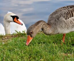 Týden v zemědělství podle Petra Havla - č. 2