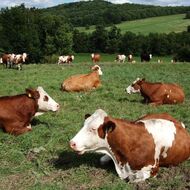 Agrofarma Merboltice