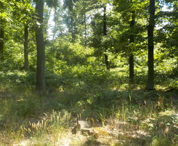 PGRLF podporuje modernizaci a udržitelnost v lesním hospodářství