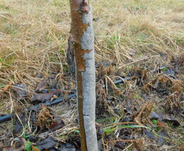 Ovocnářův rok – listopad a prosinec (začátek zimy)