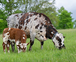Slovensko hodlá výrazněji rušit restrikce kvůli slintavce v květnu, řekl ministr