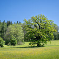 Pro naplňování nařízení EU o obnově přírody je zásadní zajistit plné finanční krytí jeho dopadů