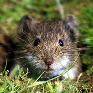 „Ministerstvo mohou rovnou zrušit.“ Jed na hraboše pobouřil ochranáře