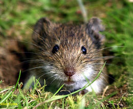 Kvůli výskytu sýčka je na severu Čech problematické hubení hrabošů