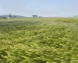 Týden v zemědělství podle Petra Havla – č. 23 