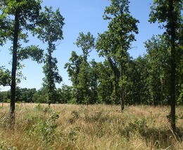 Jak na to, aby lesy nebyly jen na dřevo