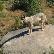 Vlci dělí společnost: chránit, nebo střílet? EU chce snížit jejich ochranu