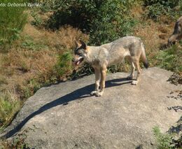 Tomáš Havrlant: Obrat ve vývoji škod způsobených vlkem se nekoná