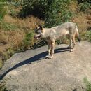 Vlci dělí společnost: chránit, nebo střílet? EU chce snížit jejich ochranu