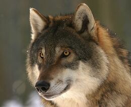  Bez možnosti regulace velkých šelem nás čekají problémy. Evropští myslivci jednali v Praze 