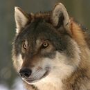 Farmáři v hradeckém kraji dostanou 2,5 milionu korun za škody způsobené vlky