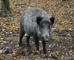 V souvislosti s africkým morem prasat chystá Liberecký kraj dotační program