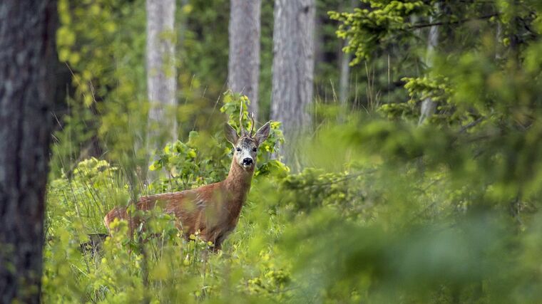 Myslivost by měli podle soukromých vlastníků lesů provozovat majitelé pozemků