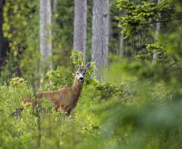 Výborný: Neexistuje zákon který by myslivce donutil snižovat stavy zvěře
