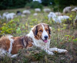 Vlci, psi, ovce a ohradníky
