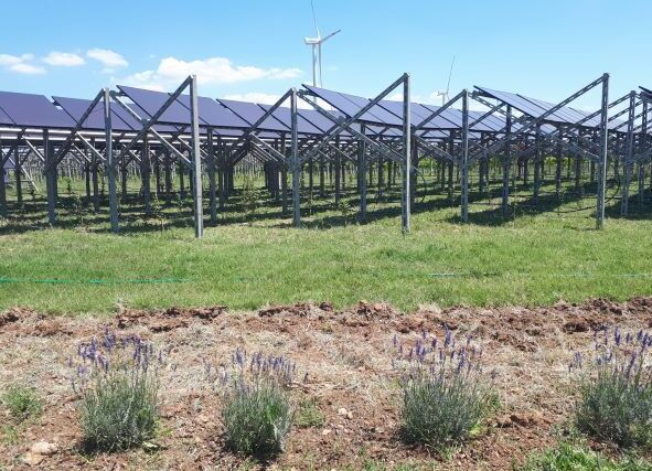 Analýza: Agrovoltaika zvyšuje výnosy plodin až o 16 procent, přináší vyšší zisky 