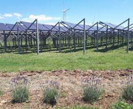 Analýza: Agrovoltaika zvyšuje výnosy plodin až o 16 procent, přináší vyšší zisky