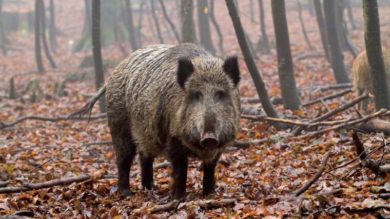 Nákaze moru prasat se ČR nevyhne, míní šéf krajské veterinární správy v Liberci 