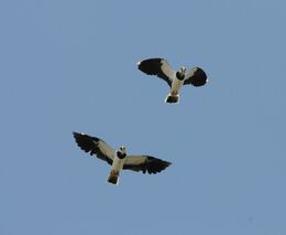 Ptákům i zajícům se lépe daří v menších polích. Česká to nejsou!