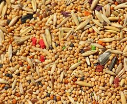 Pozvánka na seminář „Svět genových úprav: pokroky, legislativní změny a sledovatelnost“