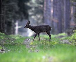 Petr Válek: Demokracie myslivosti