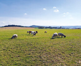 Oceněná farma z programu Pestrá krajina zajišťuje pastvu v Brdech