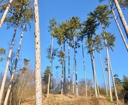 Které introdukované dřeviny mají potenciál pro budoucí lesy střední Evropy?