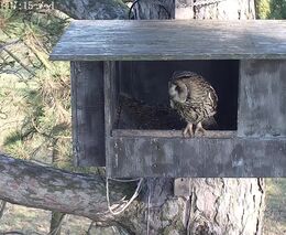 Život nočních lovců online 