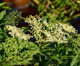 Vondrákovi vyměnili práci u počítačů za život na venkově. Pod Blaníkem vysadili bezový sad