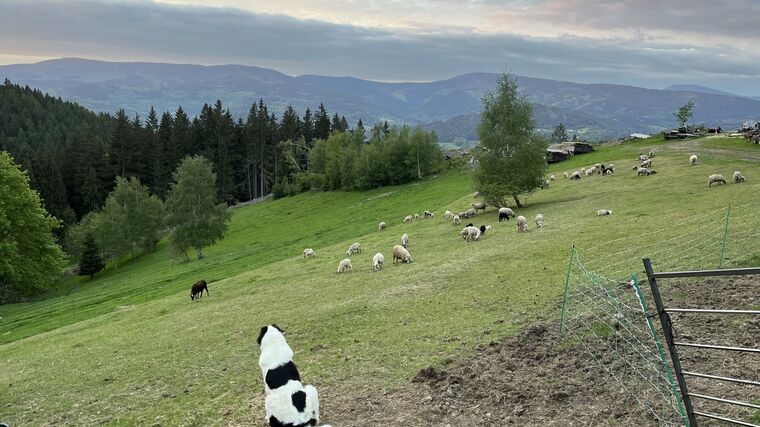 Chovatelé v oblastech s výskytem vlka čekají na slíbené peníze za újmu