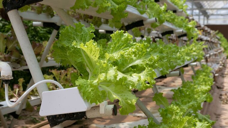 Newsletter k mezinárodnímu projektu HydroFarmVET 