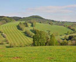 Remízky v zemědělské krajině udržují vysokou diverzitu ptáků